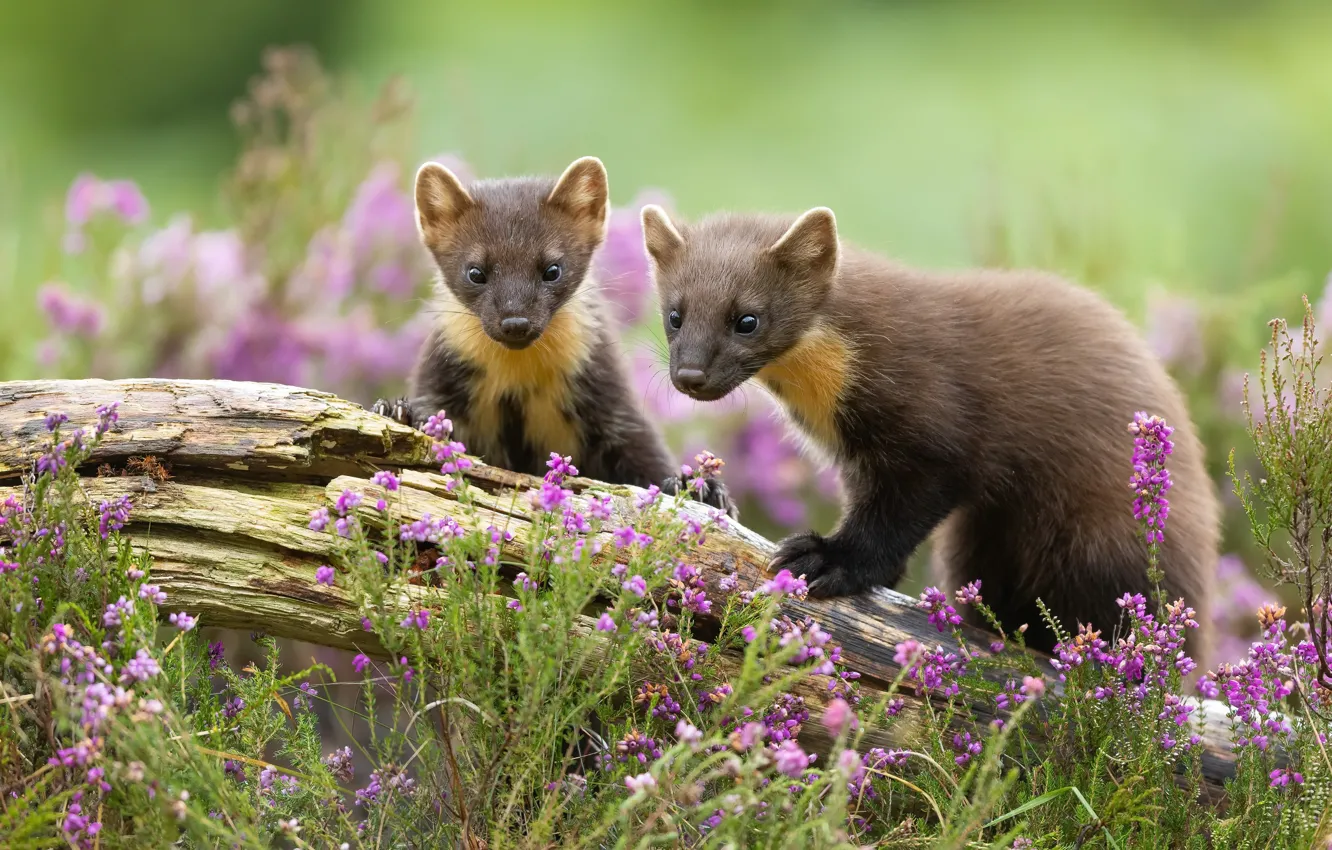 Фото обои лето, природа, фон