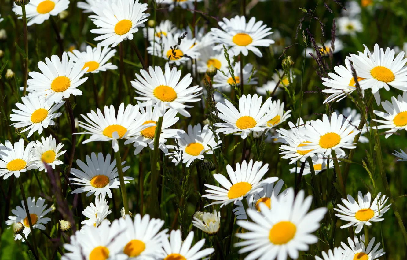 Фото обои цветы, поляна, ромашки, белые, много, нивяник