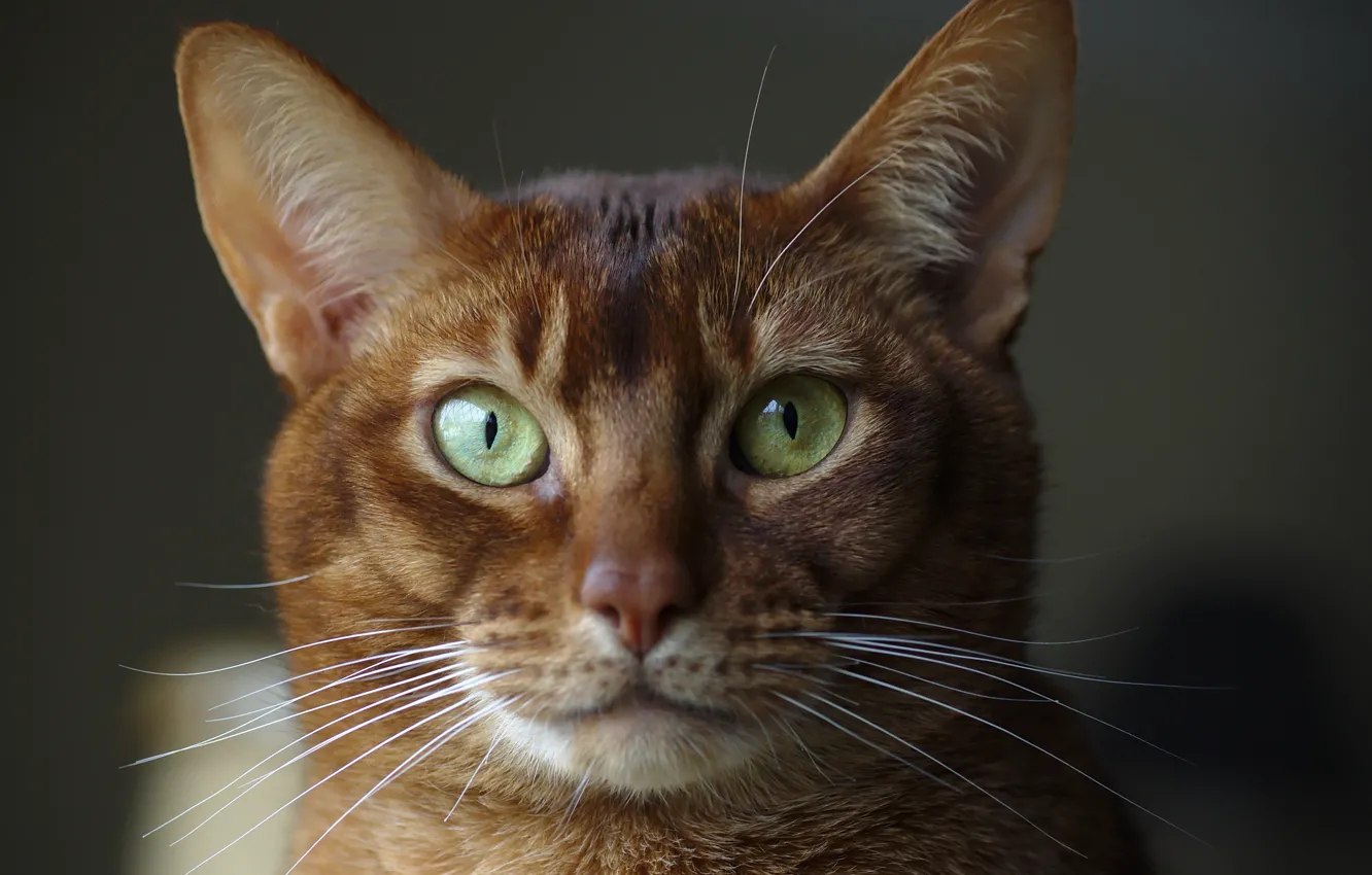 Фото обои глаза, взгляд, фон, Абиссинская кошка