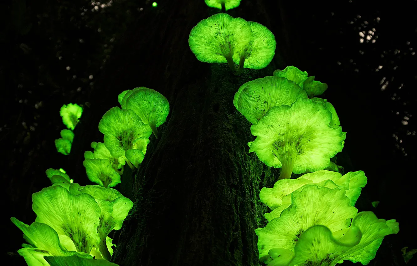 Фото обои дерево, грибы, Австралия, призрак, ствол, Квинсленд, Атертон