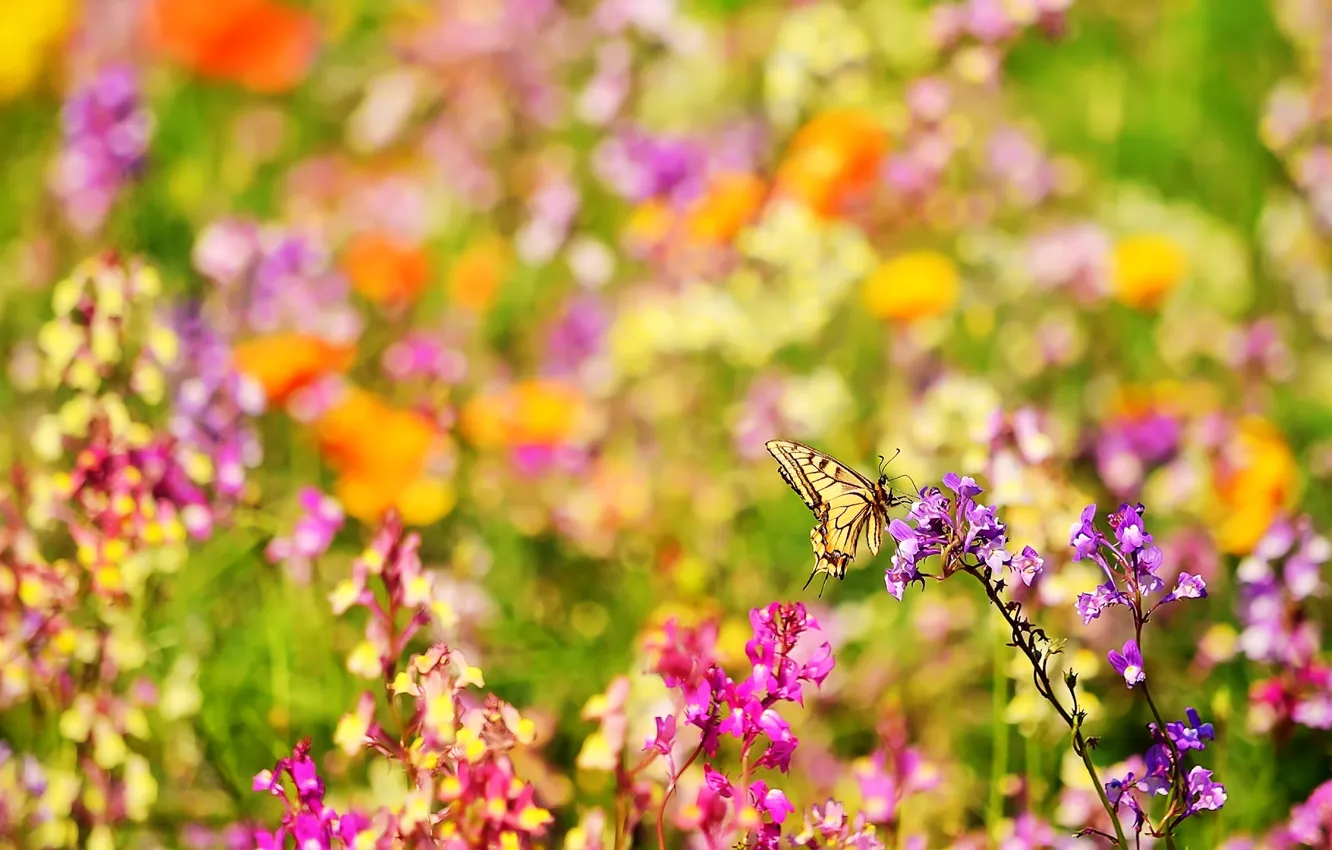 Фото обои лето, цветы, природа, бабочка, размытость, насекомое, ярко, боке
