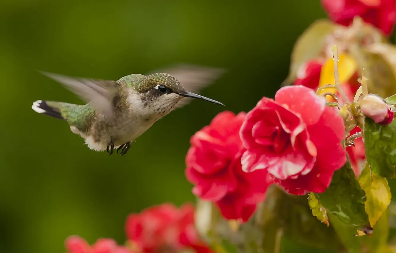 Фото обои цветы, птица, колибри, бегония