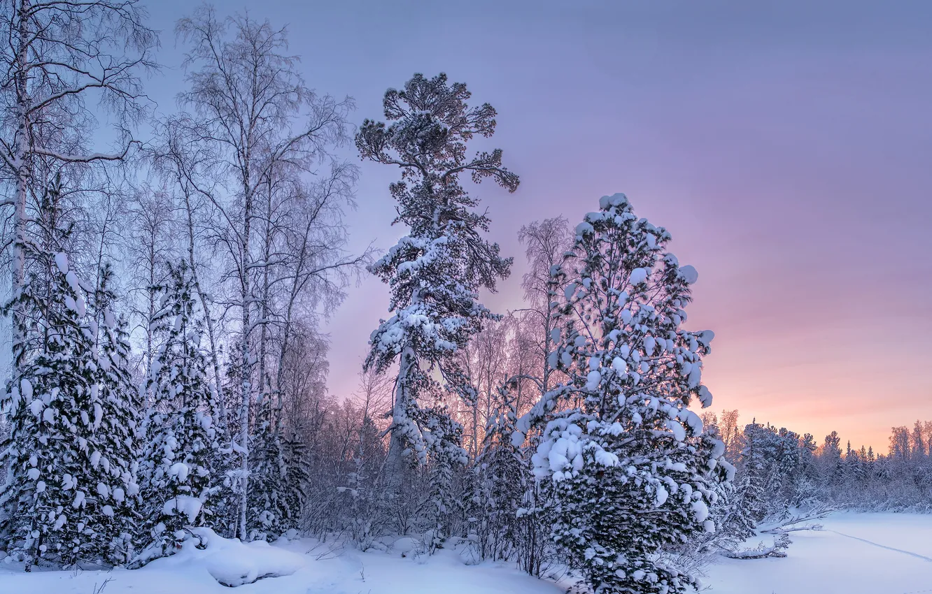 Фото обои зима, лес, снег, деревья, закат, вечер