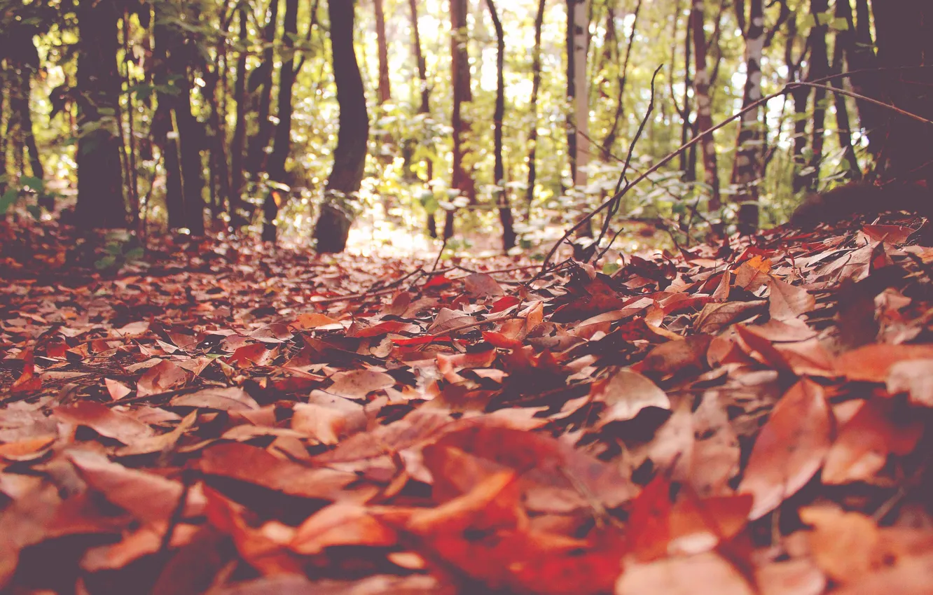 Фото обои осень, лес, листья, солнечный свет