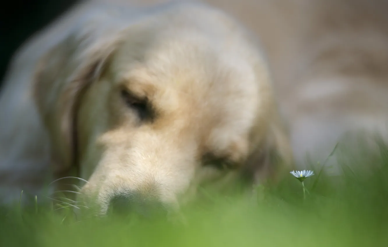 Фото обои цветок, фон, собака