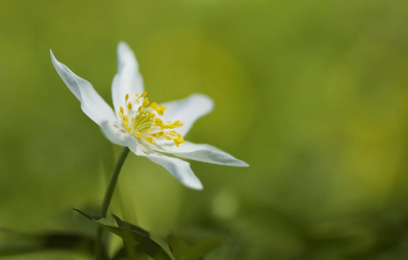 Фото обои flower, Anemone nemorosa, Wood Anemone