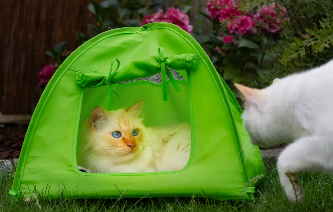 Фото обои кошка, кот, взгляд, морда, кошки, поза, сад, палатка