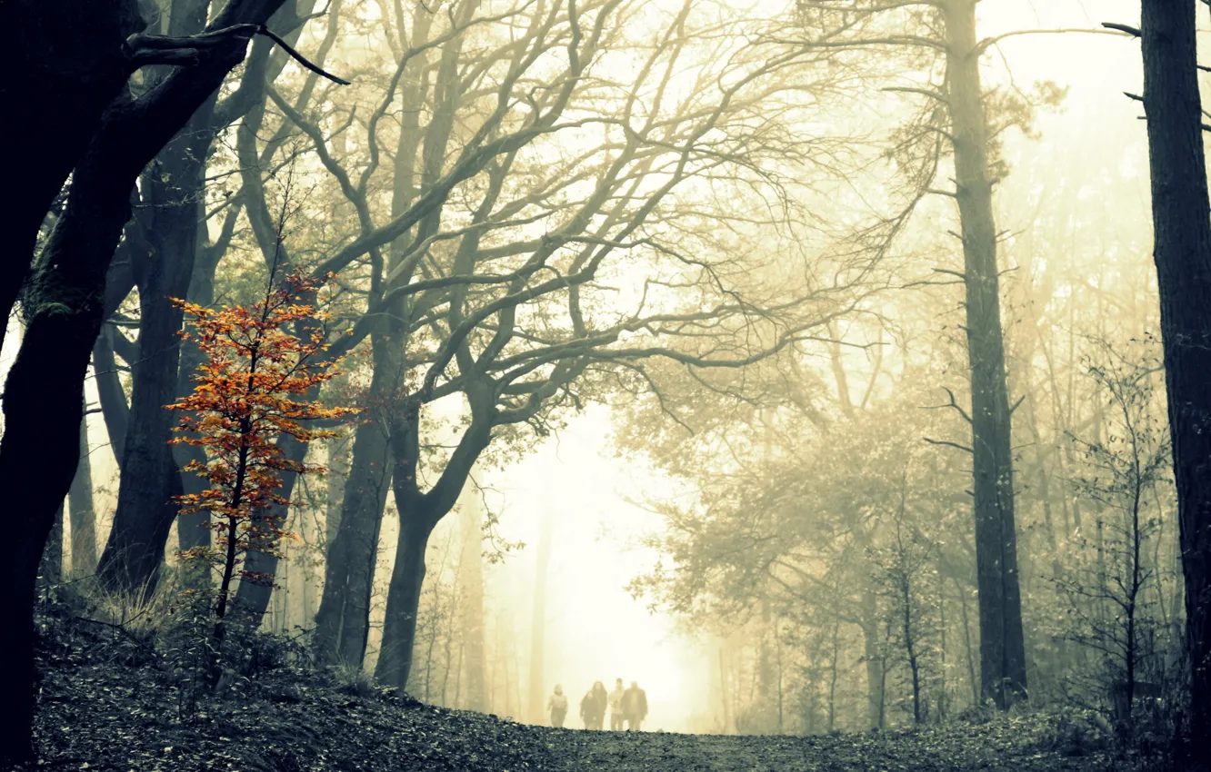 Фото обои лес, деревья, туман, прогулка