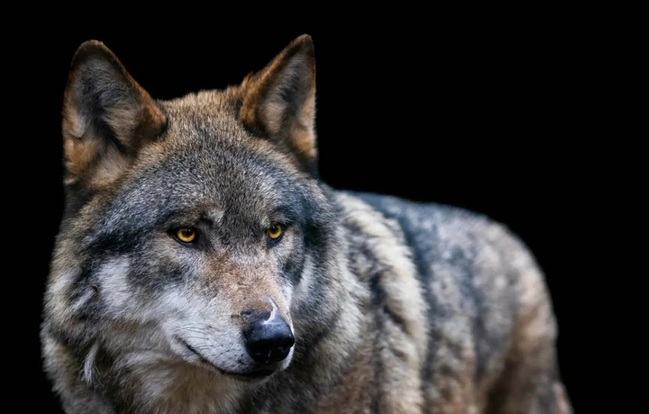 Фото обои nature, snow, predator, face, animal, wolf, wildlife, portrait