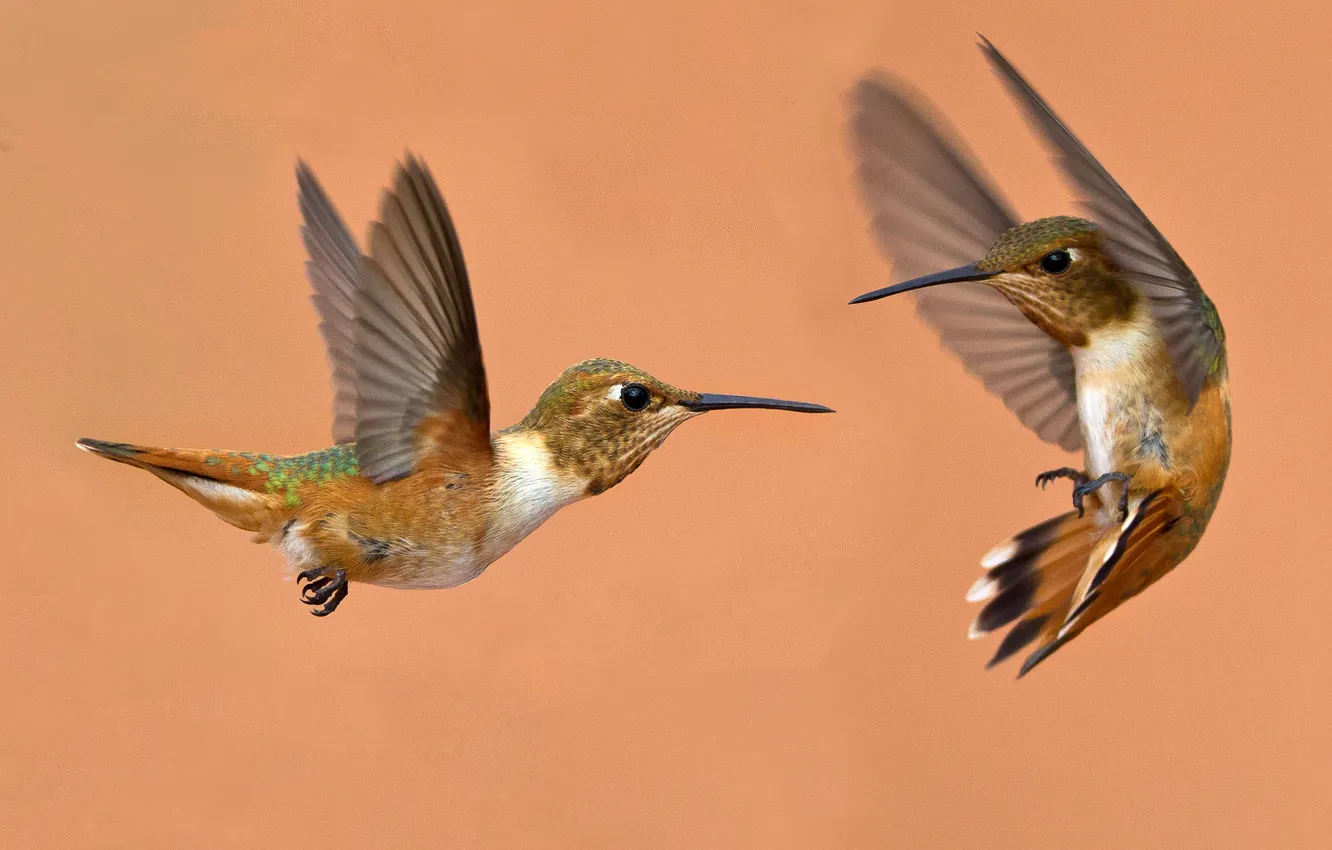 Фото обои птица, крылья, клюв, пара, охристый колибри