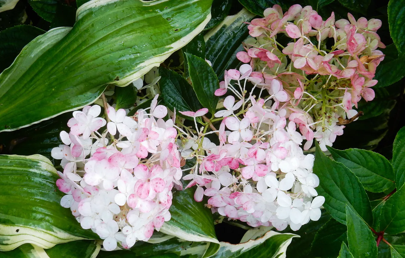 Фото обои цветы, широкоформатные, background, фон background, обои на рабочий стол, гортензия, полноэкранные, HD wallpapers