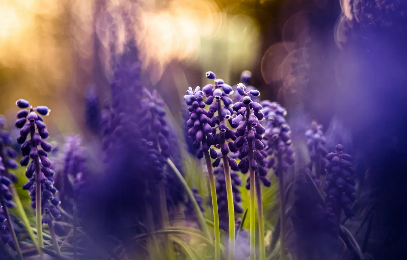 Фото обои фиолетовый, свет, цветы, природа, фон, весна, размытость, боке