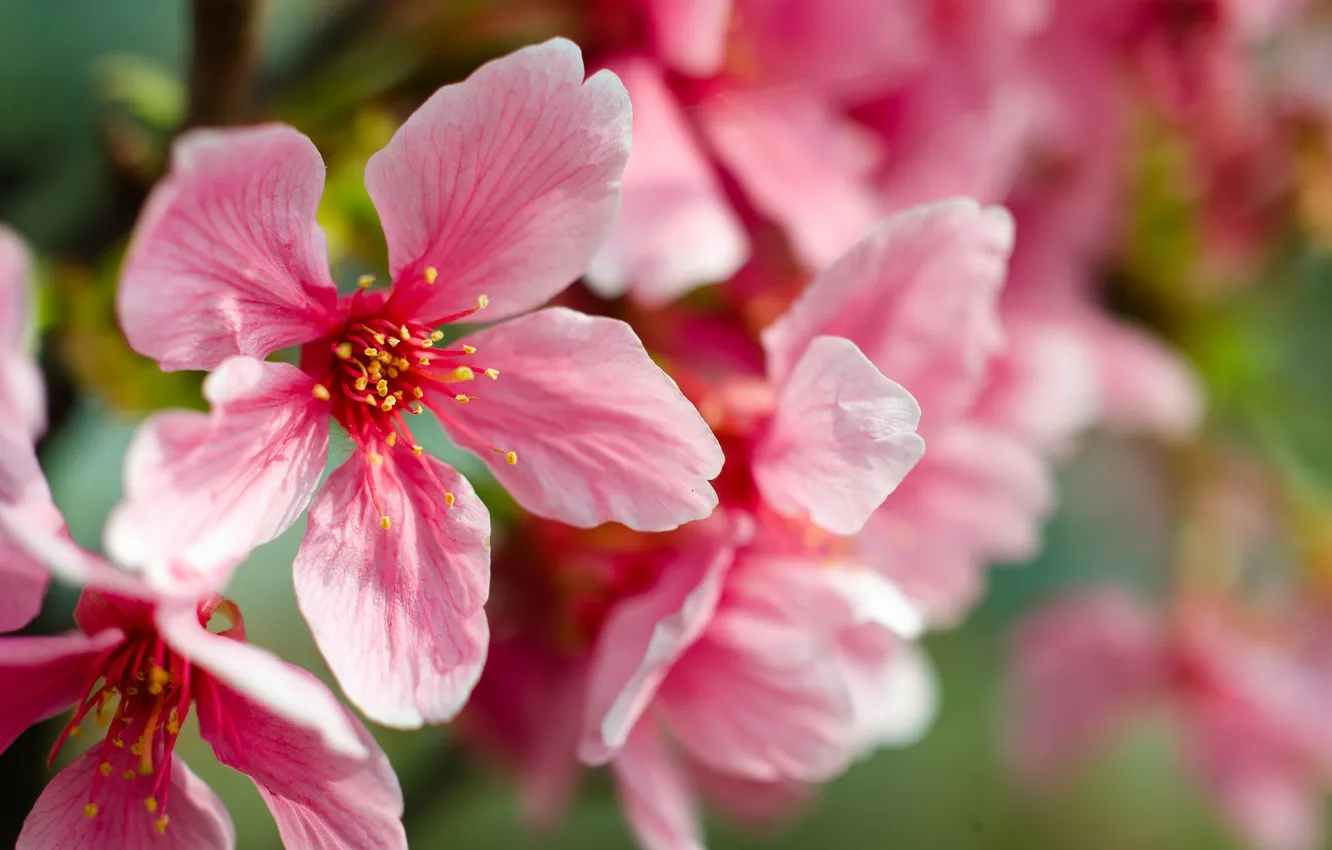 Фото обои макро, цветы, вишня, розовые