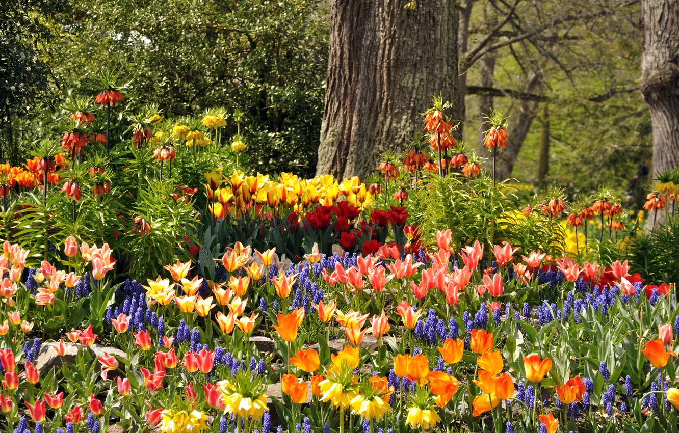 Фото обои деревья, цветы, парк, Германия, тюльпаны, разноцветные, гиацинты, Mainau