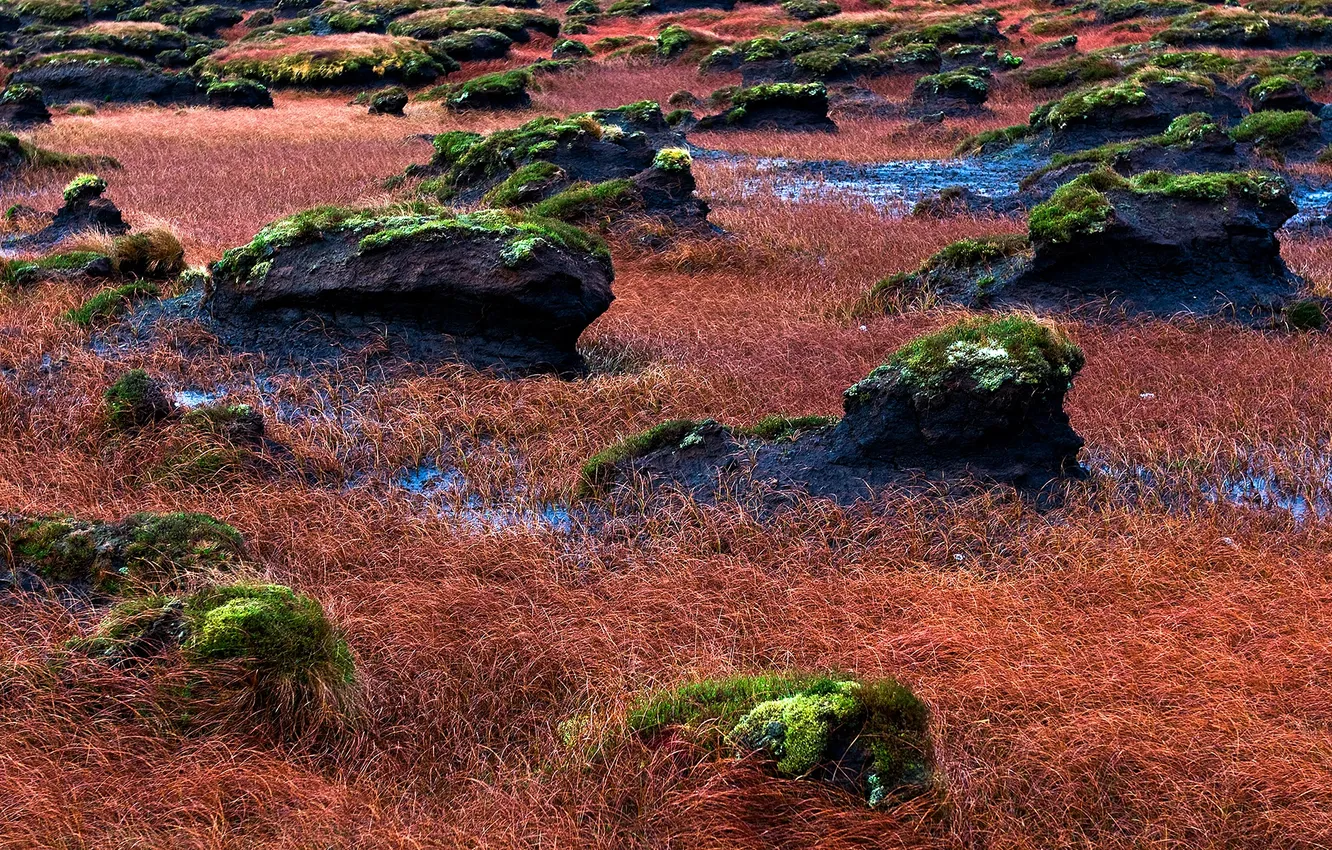 Фото обои трава, камни, мох, долина