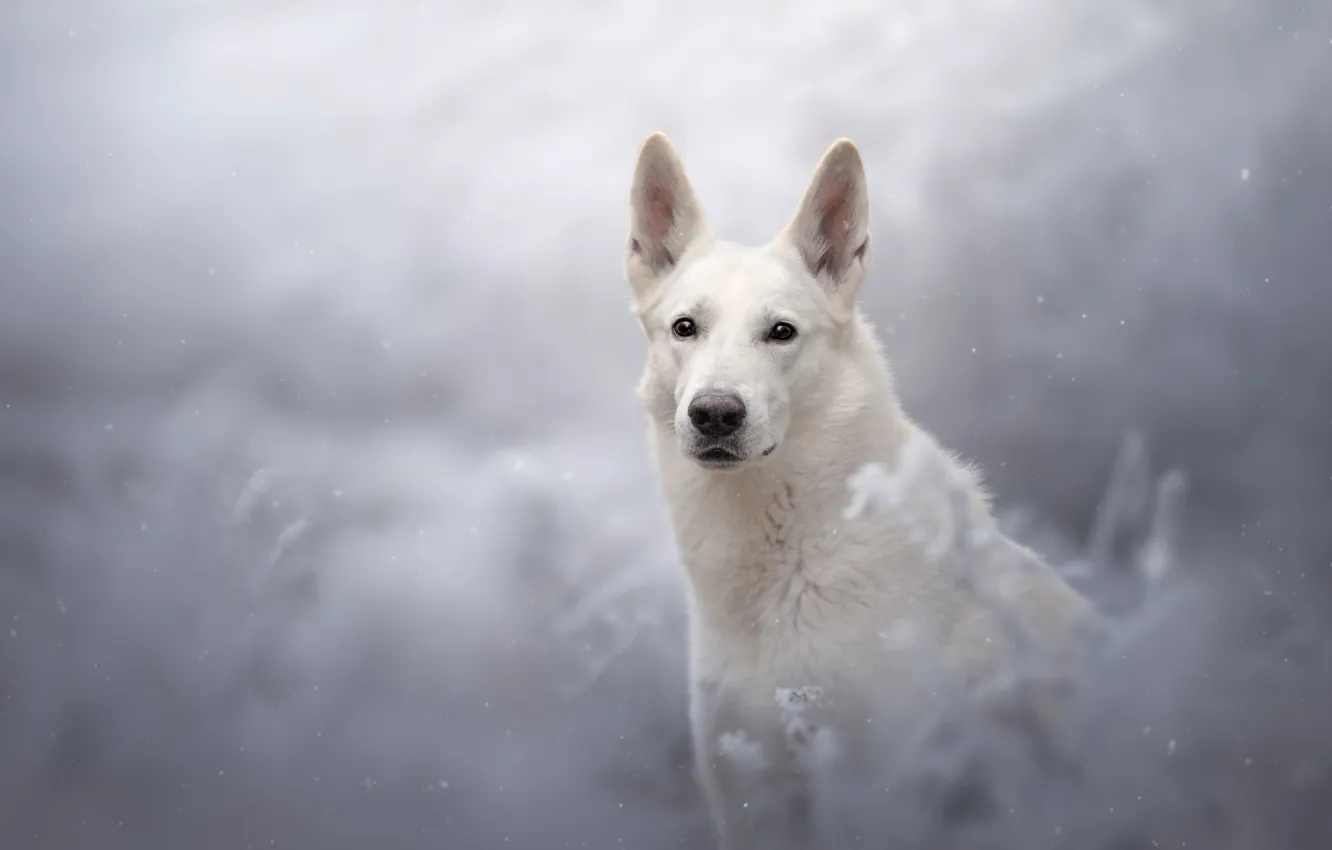 Фото обои взгляд, снег, собака, боке, Белая швейцарская овчарка