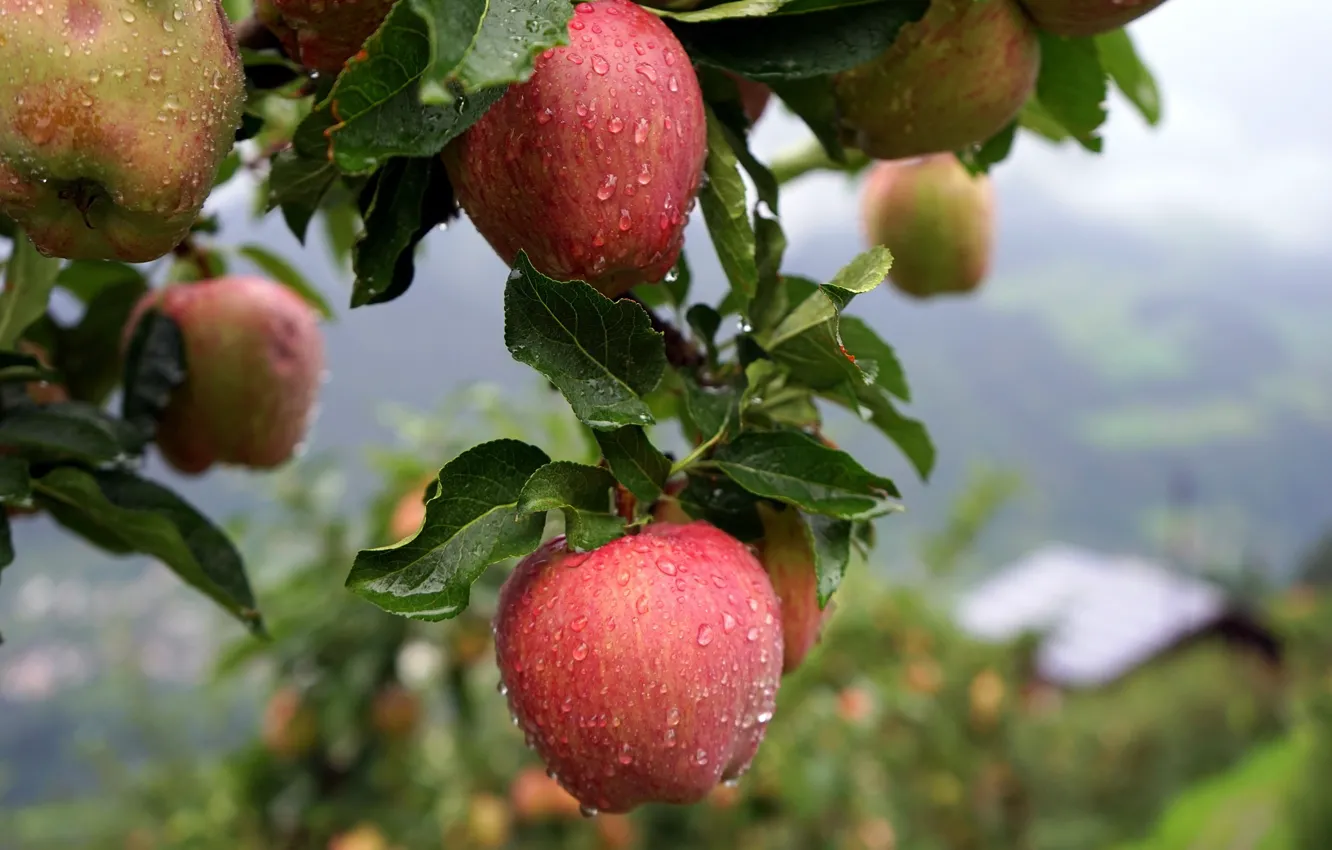 Фото обои лето, капли, природа, дождь, яблоки