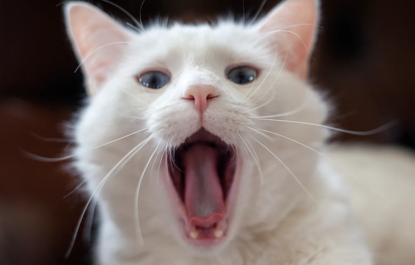 Фото обои язык, белый, кот, зевает