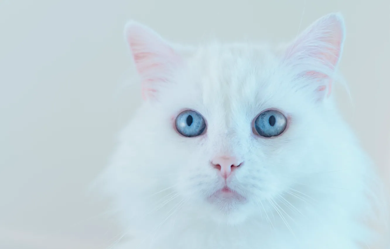Фото обои кошка, белый, кот, взгляд, морда, фон, портрет, светлый