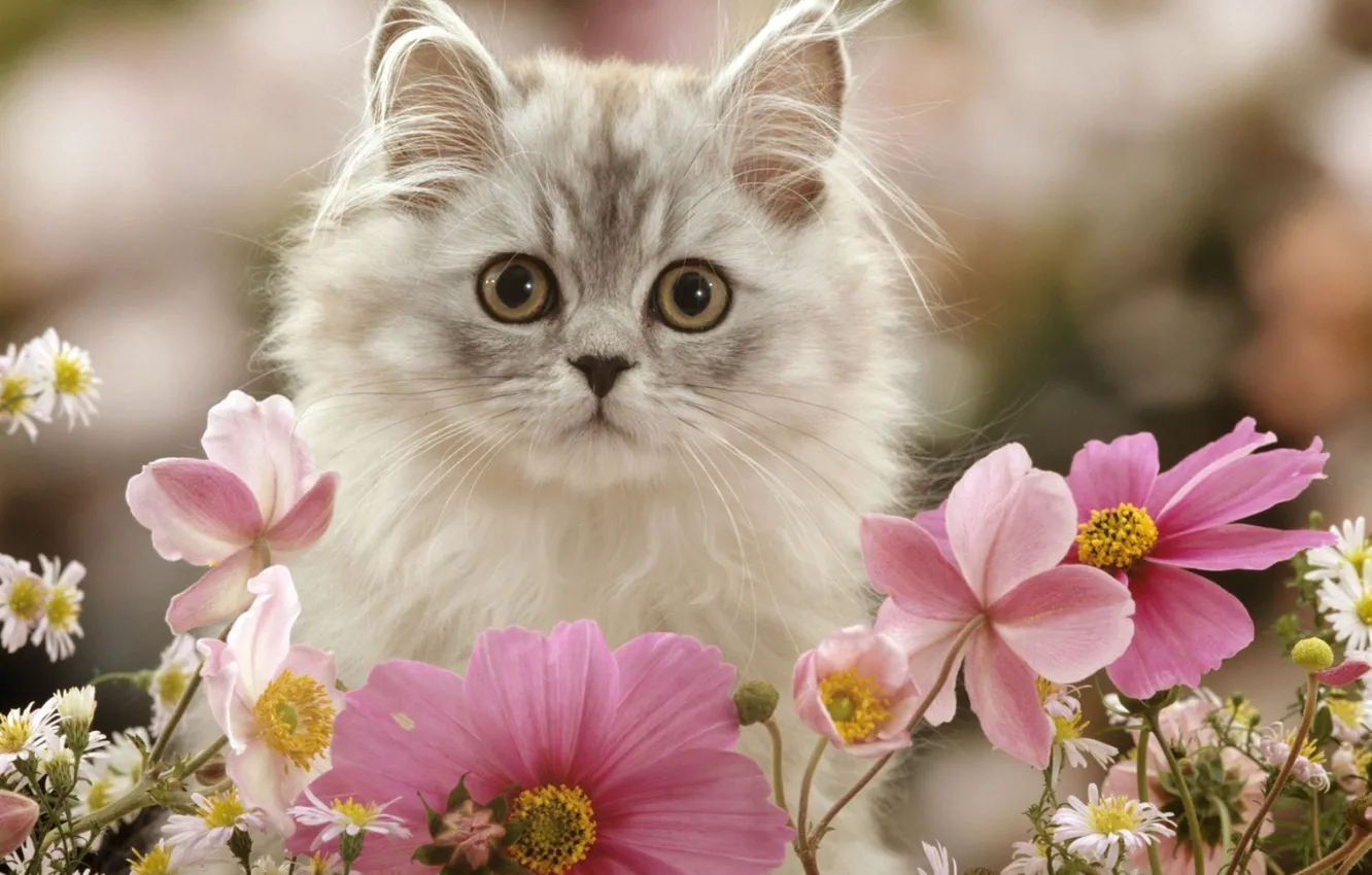 Фото обои цветы, котенок, пушистый, космея