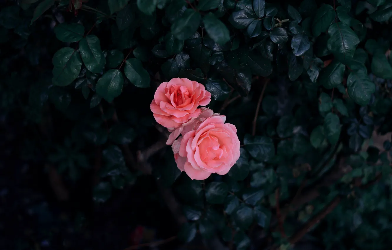 Фото обои листья, куст, розы