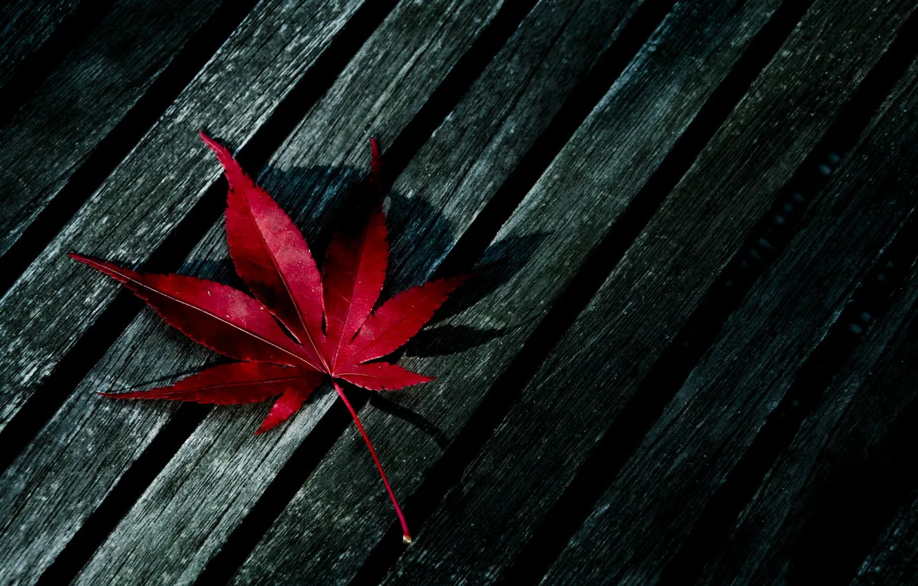 Фото обои красный, лист, дерево