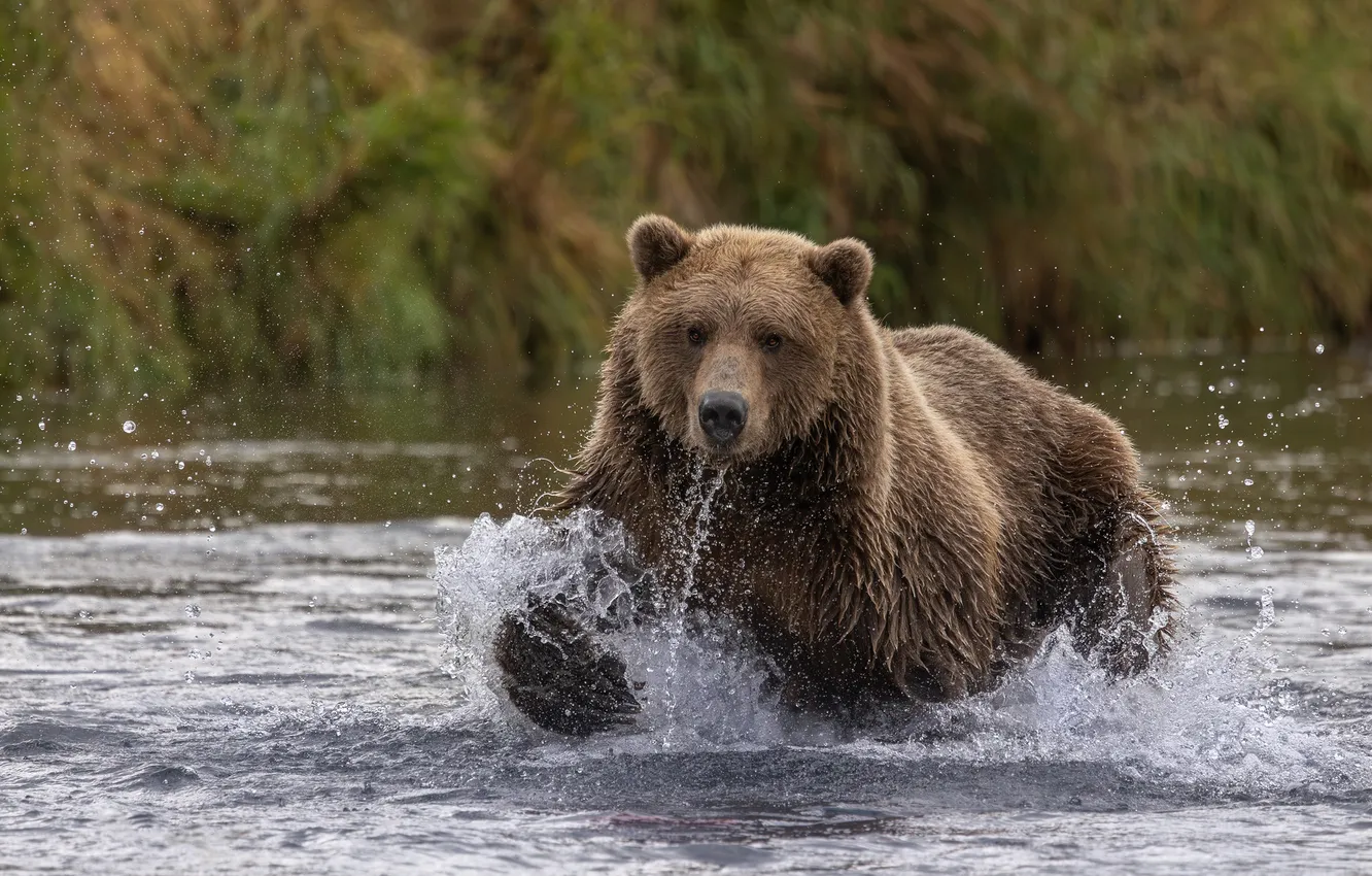 Фото обои взгляд, морда, вода, брызги, река, движение, прыжок, берег
