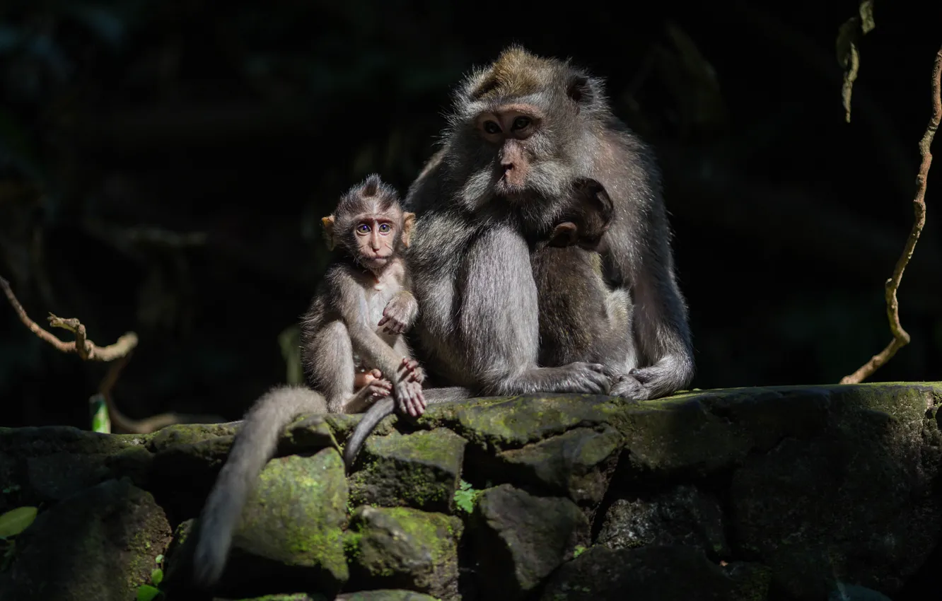Фото обои малыш, обезьяны, мама