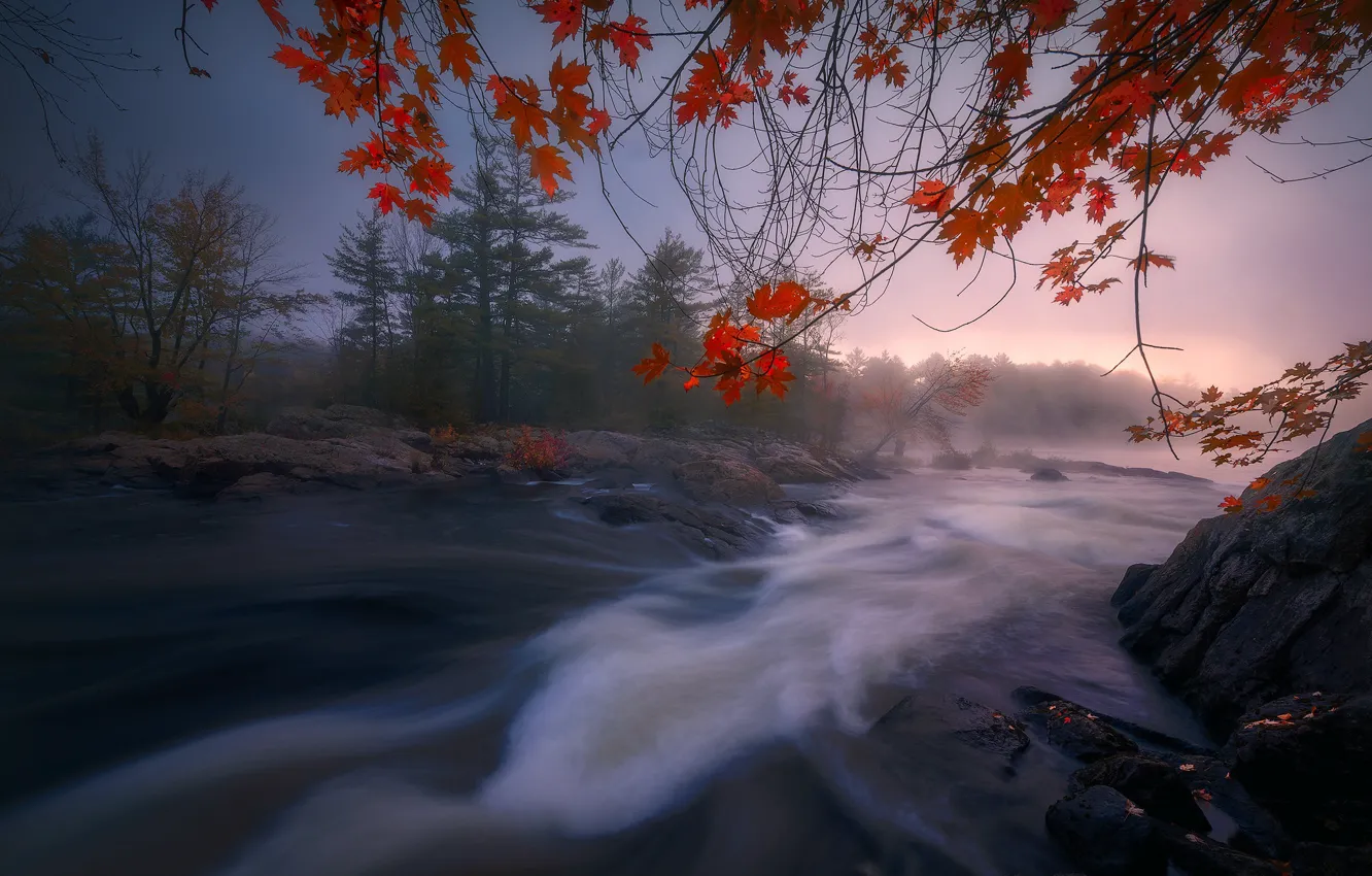 Фото обои осень, лес, ветки, река, Канада, Онтарио
