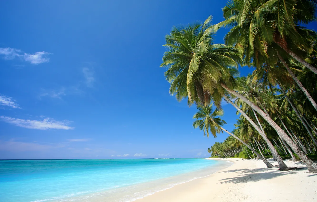 Фото обои песок, море, пляж, тропики, пальмы