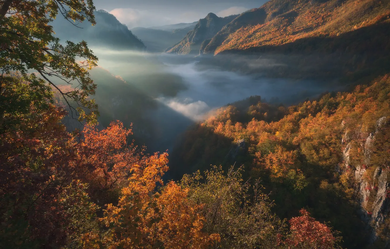 Фото обои осень, лес, горы, ущелье, Черногория, Montenegro, Tara River Canyon, Durmitor National Park