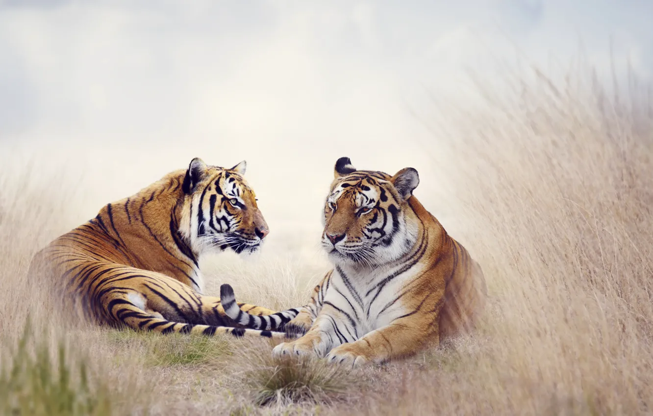Фото обои трава, хищники, тигры, лежат, боке, отдыхают