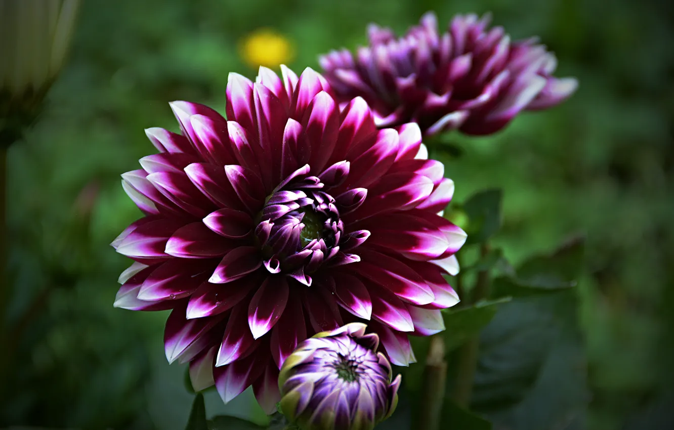 Фото обои Цветок, Боке, Bokeh, Macro, Purple flower