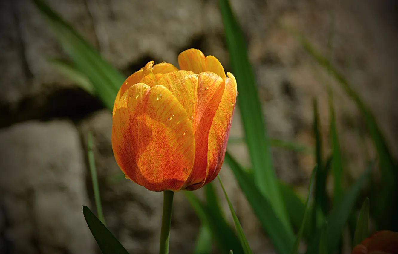 Фото обои Весна, Тюльпан, Spring, Tulip