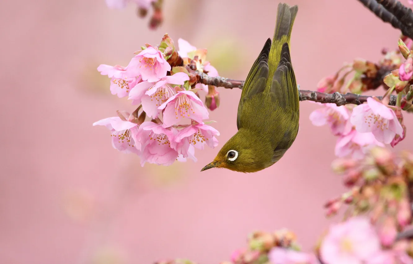 Фото обои цветы, ветки, природа, поза, птица, весна, птичка, розовый фон