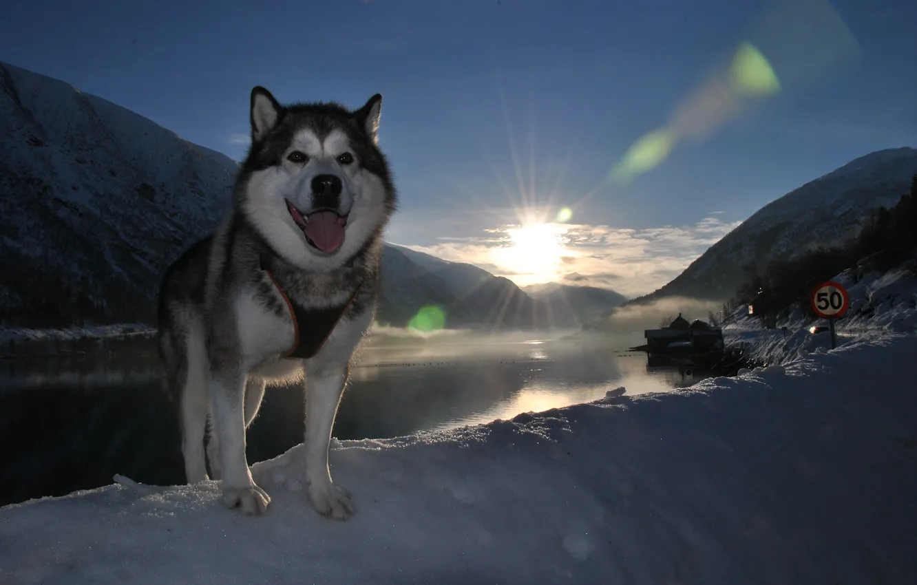 Фото обои язык, снег, пейзаж, друг, собака, пёс