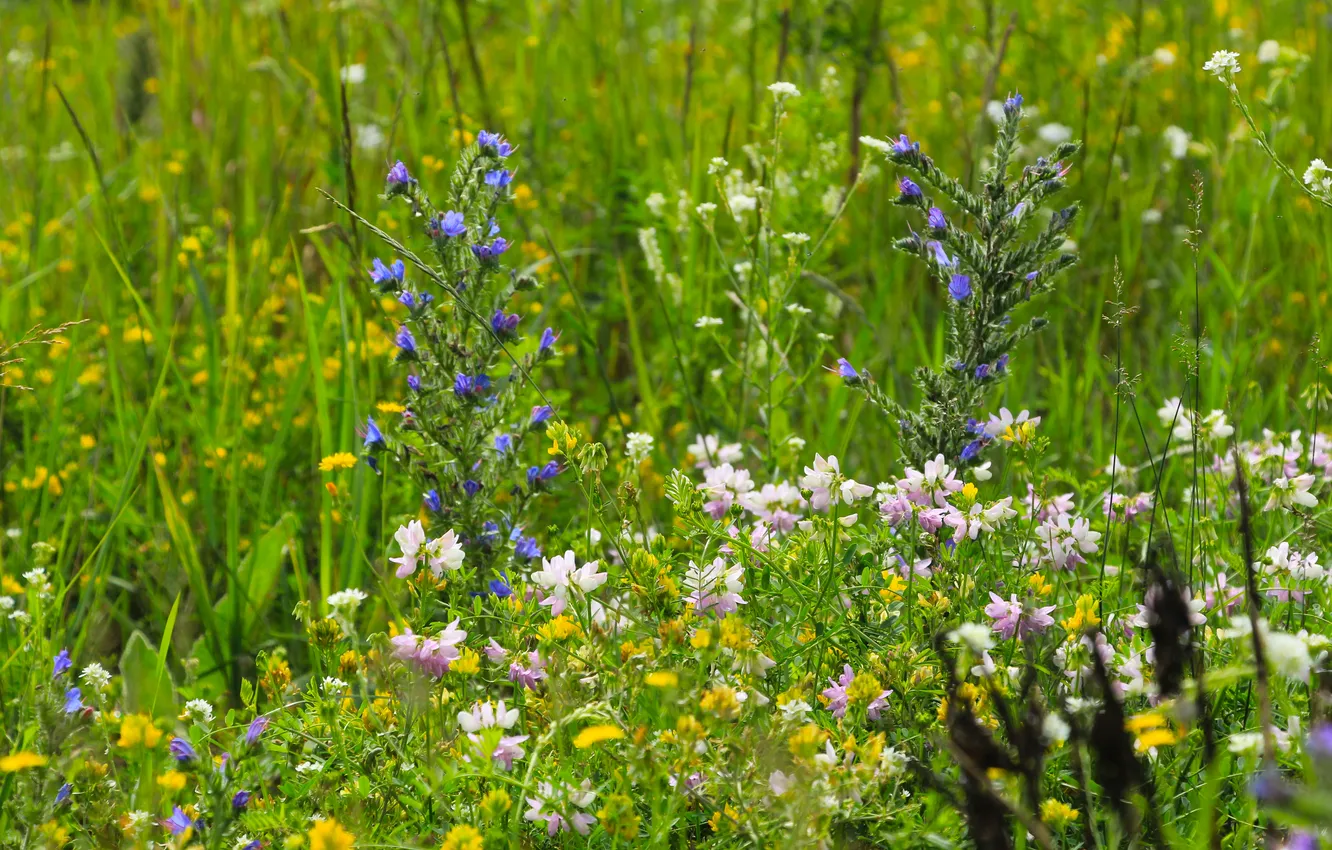 Фото обои flower, color, meadow