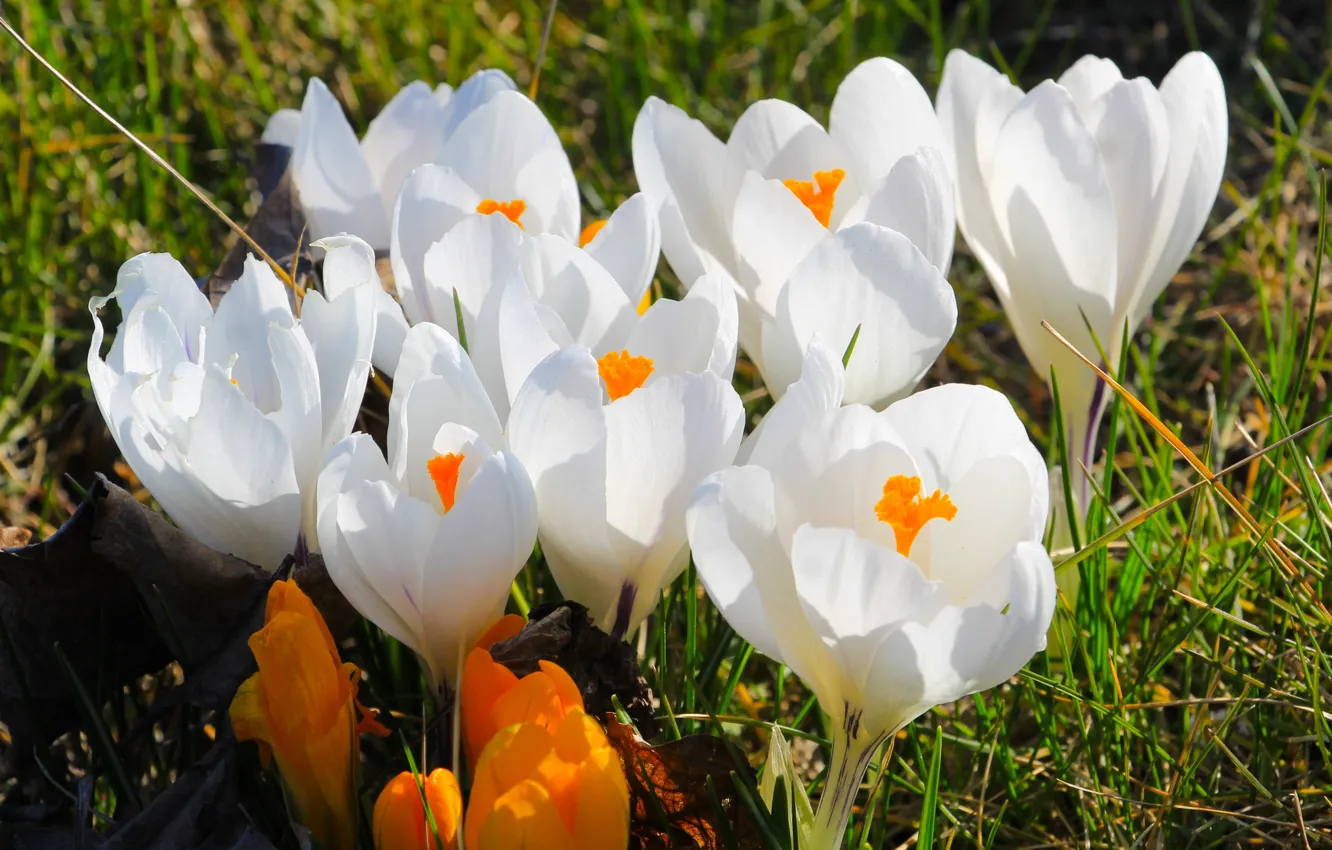 Фото обои white, flower, crocus