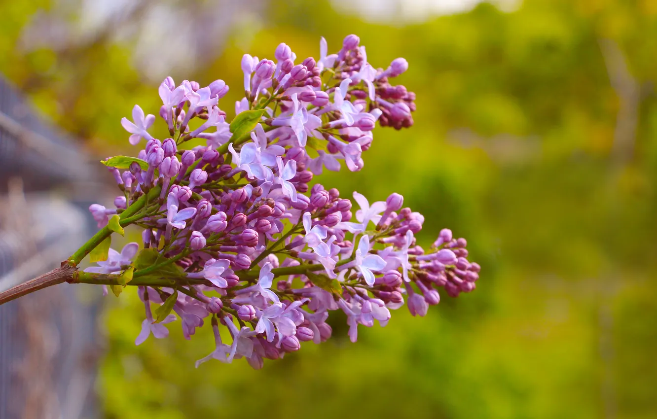 Фото обои flower, spring, lilac, twig