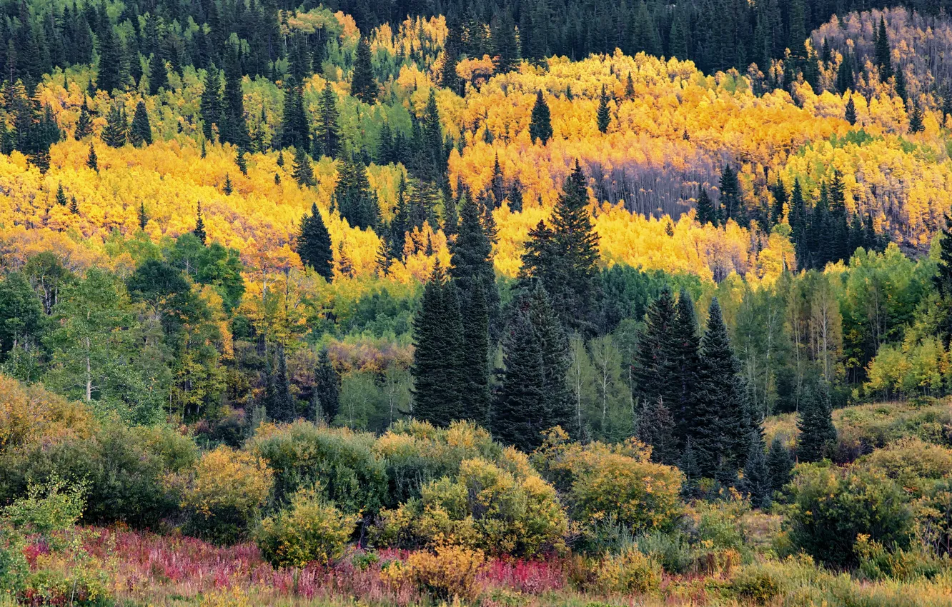 фото ели осенью