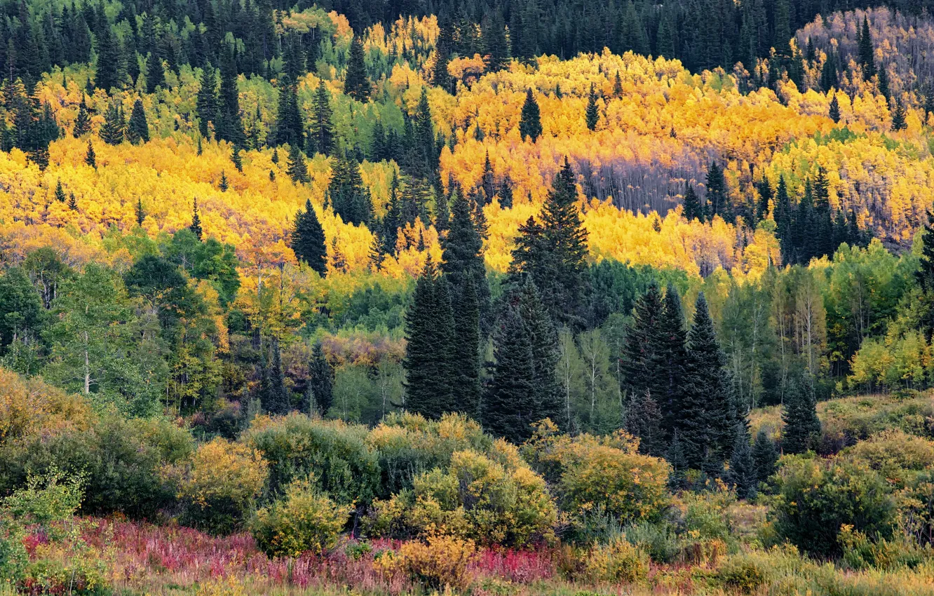 Фото обои осень, лес, деревья, горы, заросли, вид, желтые, ели