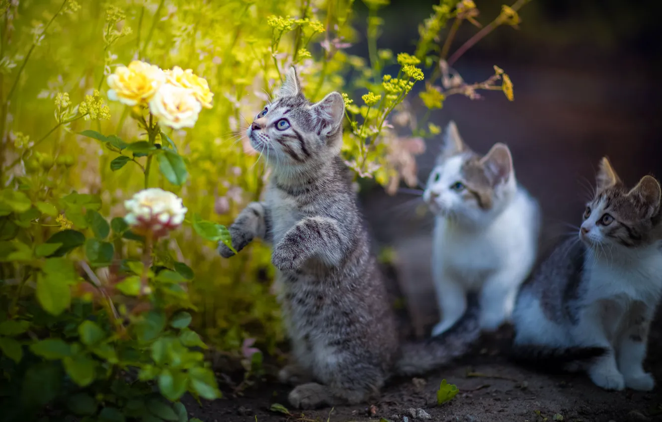Фото обои цветы, розы, котята, стойка, Юрий Коротун