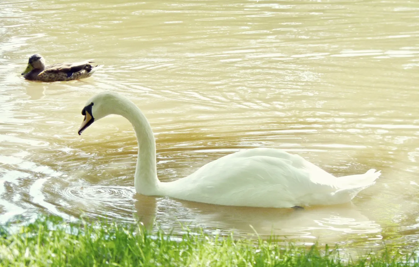 Фото обои птица, лебеди, Ораниенбаум
