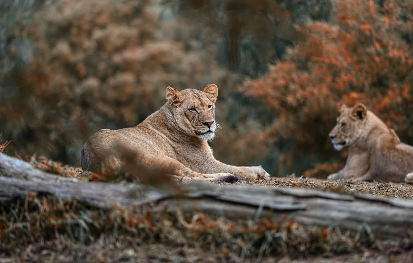 Фото обои природа, отдых, пара, львы