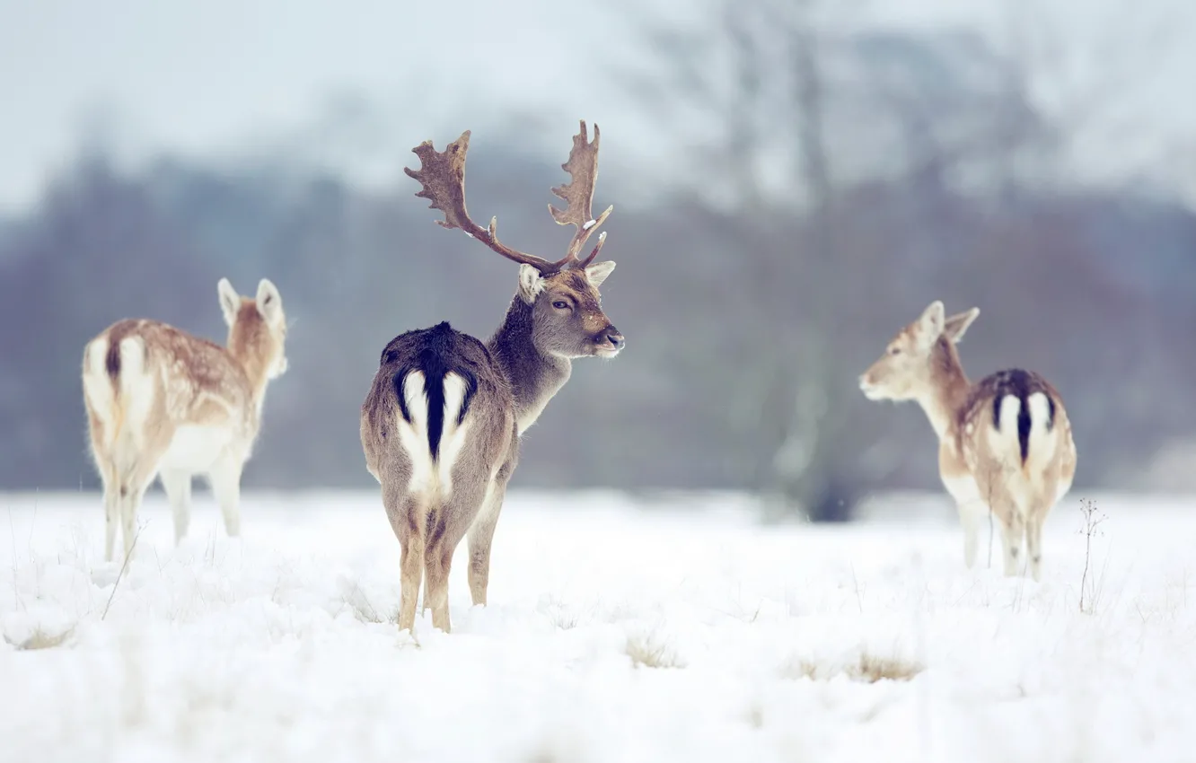 Фото обои зима, природа, олени