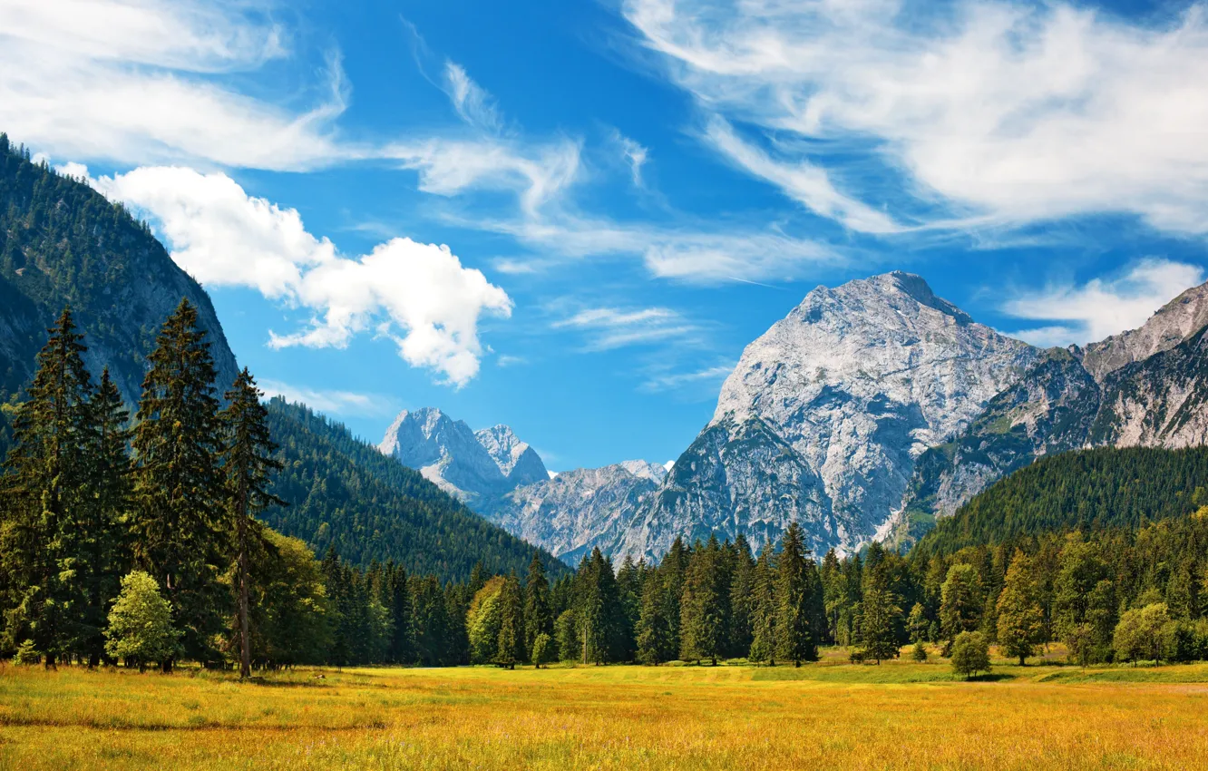 Фото обои лес, небо, трава, облака, пейзаж, горы, природа, Швейцария