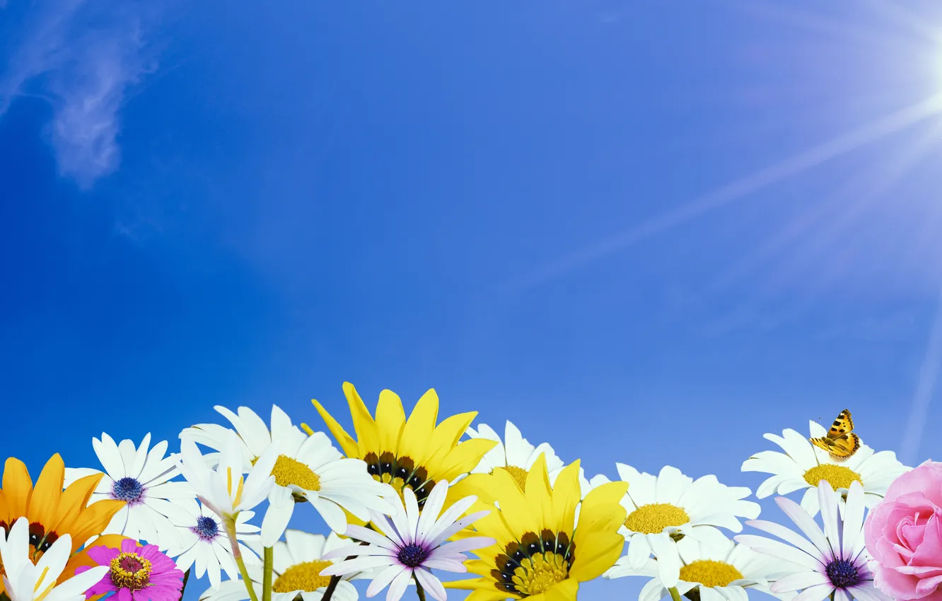 Фото обои поле, небо, солнце, цветы, природа, растения