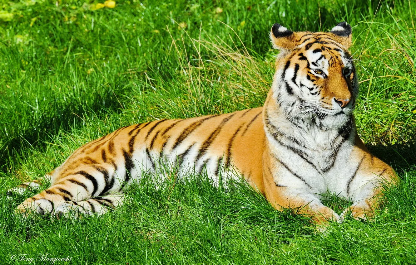 Фото обои усы, морда, полоски, отдых, Тигр, лежит, на траве
