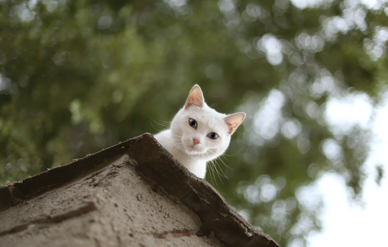 Фото обои крыша, кошка, глаза, кот