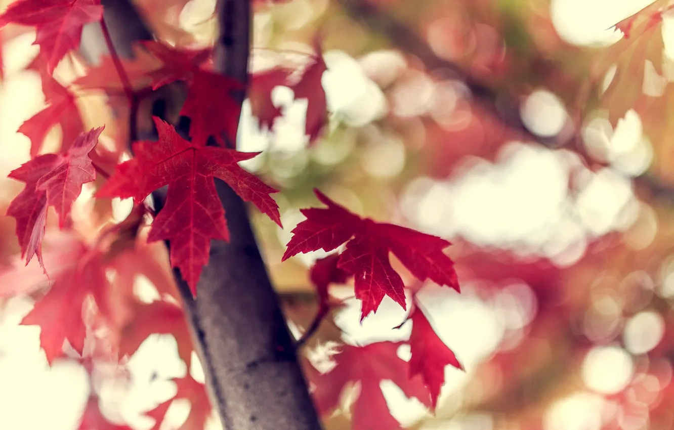 Фото обои осень, листья, макро, природа, дерево, ветка, боке, бордовые